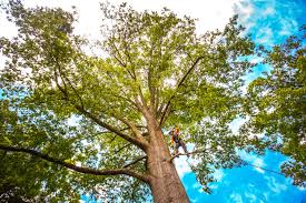 Best Storm Damage Tree Cleanup  in Auburn, GA